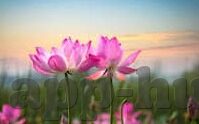 糖心app兑换码分享-糖心APP兑换码大放送，记录日常美好，解锁更多惊喜